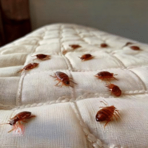 مكافحة البق في المنزل