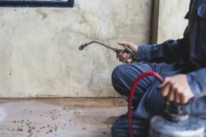 كيفية القضاء على الصراصير
